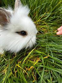 Coniglietto nano da compagnia