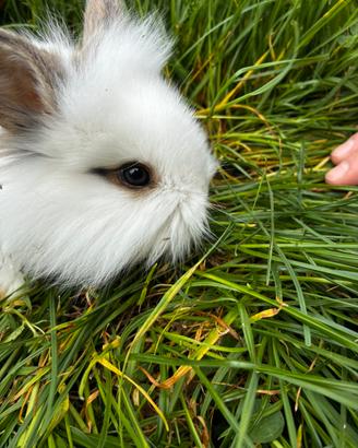 Coniglietto nano da compagnia