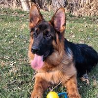 Disponibile un cucciolo di razza Pastore Tedesco