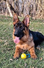 Disponibile un cucciolo di razza Pastore Tedesco