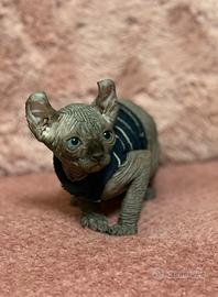 Cuccioli di Sphynx