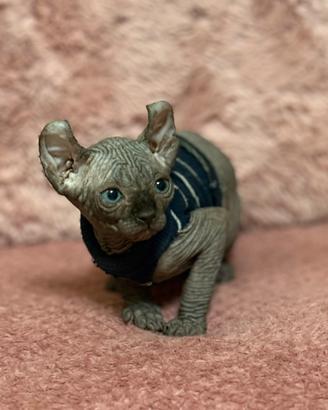 Cuccioli di Sphynx