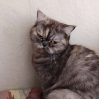British shorthair femmina