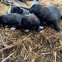 Cuccioli di Pastore del Caucaso