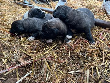 Cuccioli di Pastore del Caucaso