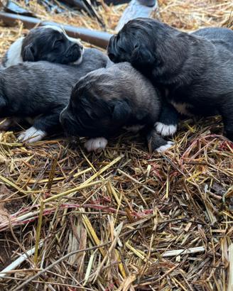 Cuccioli di Pastore del Caucaso