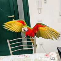 Pappagallo Ara