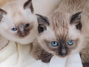 Cuccioli gattini siamesi thai