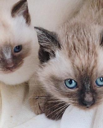Cuccioli gattini siamesi thai