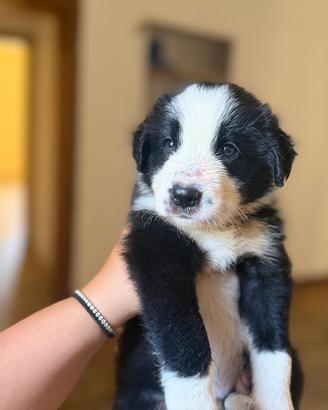Border collie