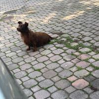 Lola, cagnolina di 8 anni