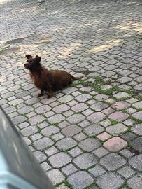 Lola, cagnolina di 8 anni