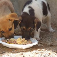 CUCCIOLE 2 MESI taglia media contenuta