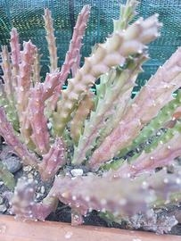 stapelia variegata 