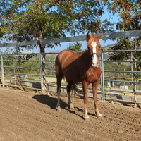 Cavalla incrocio QH