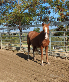 Cavalla incrocio QH