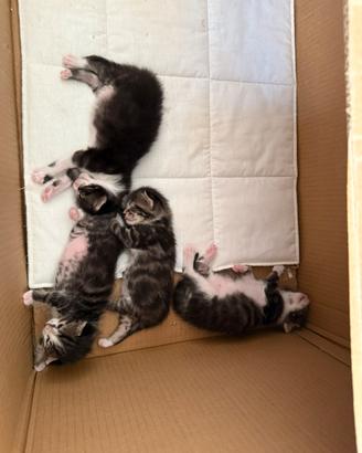 4 gattini da adottare a fine settembre