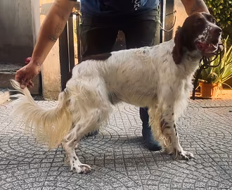 Setter inglese