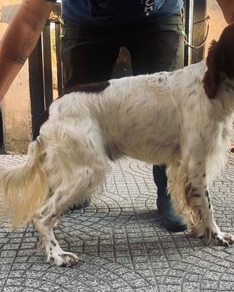 Setter inglese