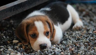 Beagle Elisabeth Tricolore