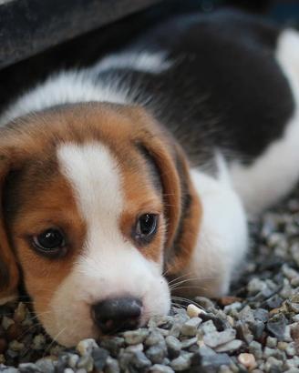 Beagle Elisabeth Tricolore