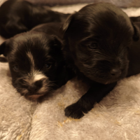 Morkie