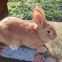 Conigli allevamento estensivo