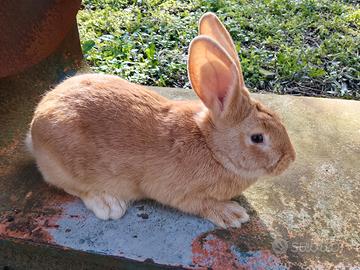 Conigli allevamento estensivo