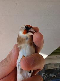 cardellino 