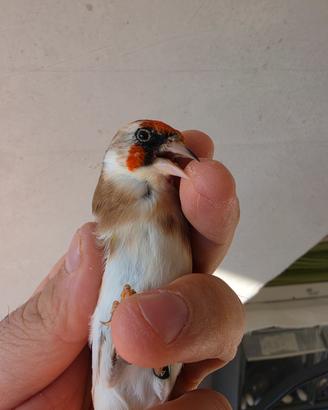 cardellino 