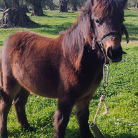 Pony di 1 anno femmina