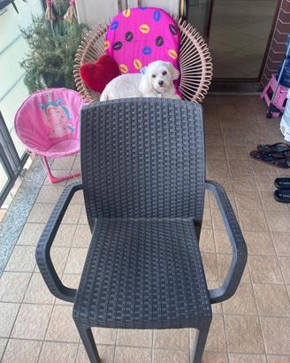 Sedie da esterno tipo "Bica" in TecnoRattan