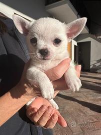 Cucciolo di Chihuahua
