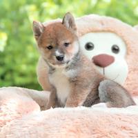 Cucciolo di Shiba Inu bellissimo