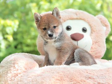 Cucciolo di Shiba Inu bellissimo