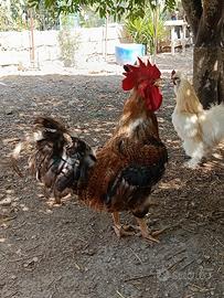 Galli e galline