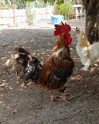 Galli e galline