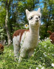 Alpaca