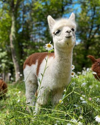 Alpaca