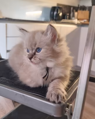 Cuccioli RAGDOLL con PEDIGREE FIAF
