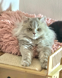 British longhair lilac