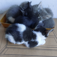 Gattini