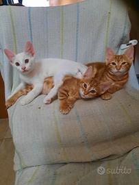 Dolci gattini