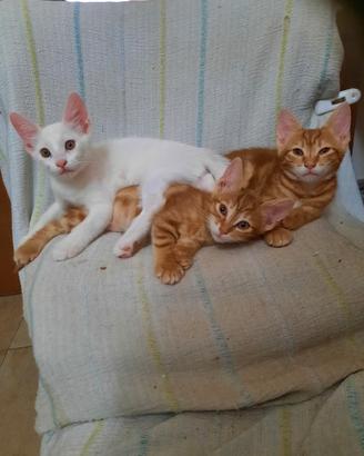 Dolci gattini