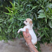 Cucciolo di Chihuahua mini toy