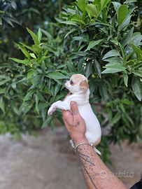 Cucciolo di Chihuahua mini toy