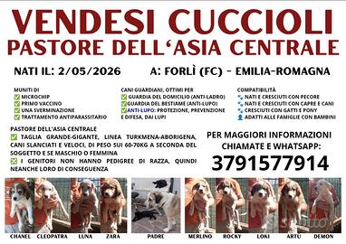 Cuccioli di Pastore dell'Asia Centrale