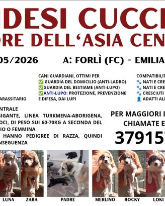Cuccioli di Pastore dell'Asia Centrale