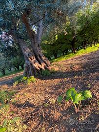 Svendita alberi di ulivo secolari da vista/olio