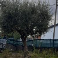 Alberi di ulivo secolari